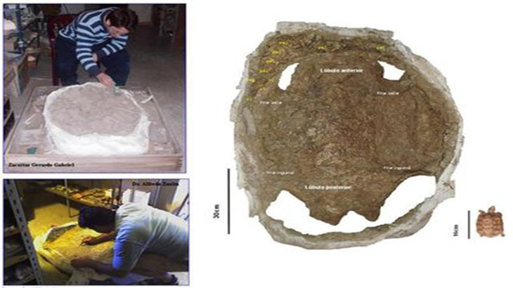 Tortugas gigantes que habitaron Corrientes en el Pleistoceno