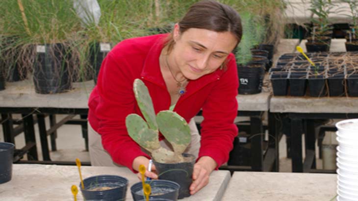Opuntia, un cactus con propiedades curativas de la diabetes