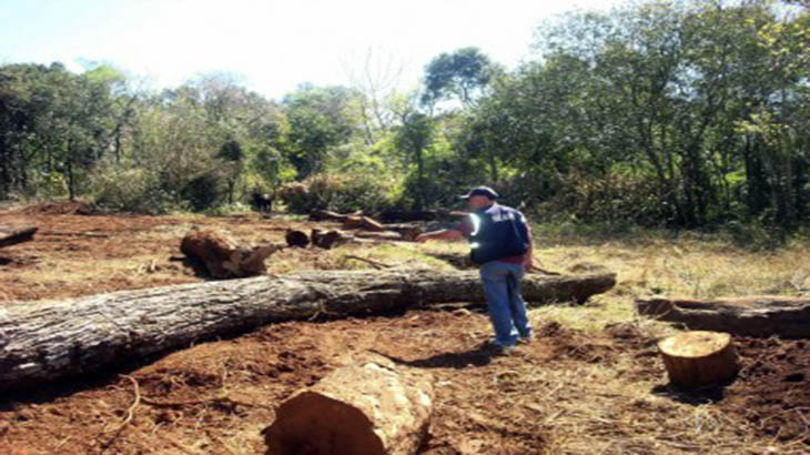 Resultado de imagen para deforestacion en el chaco