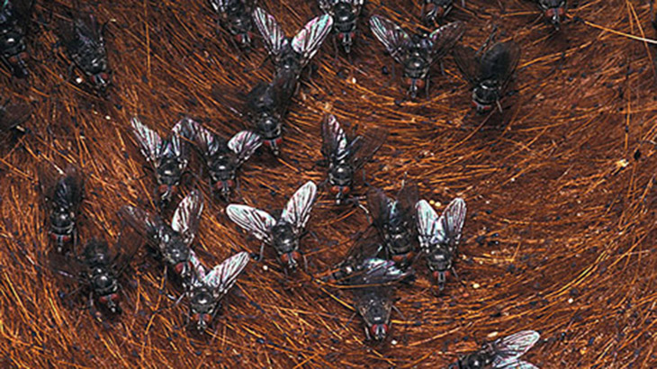 Un escarabajo capaz de controlar la plaga de la mosca de los cuernos