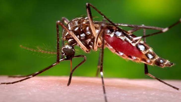La importancia de identificar las poblaciones del mosquito que transmite el virus del zika