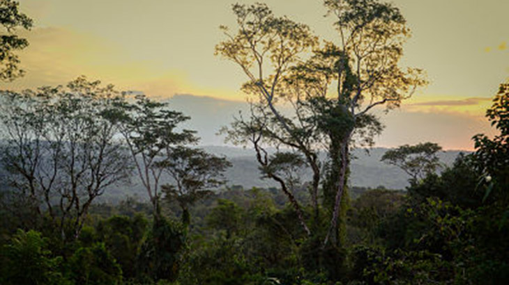 Una red de sensores para proteger la selva misionera