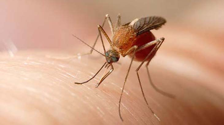 Este verano aumentan las chances de contraer Dengue