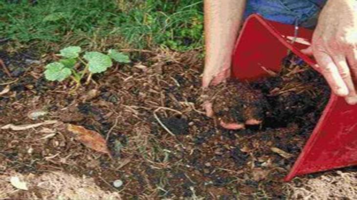 Reducen microorganismos que perjudican el suelo