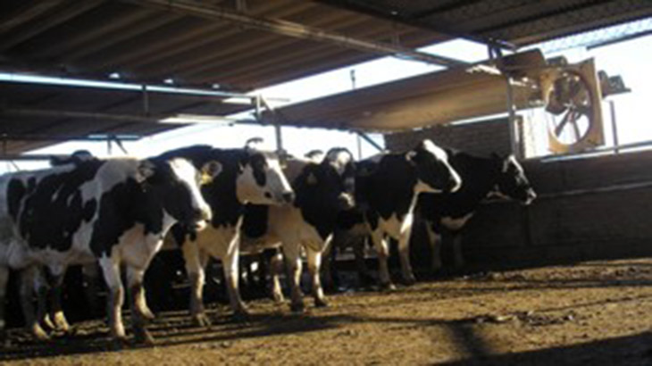 Revertir baja fertilidad en vacas, un problema para los productores