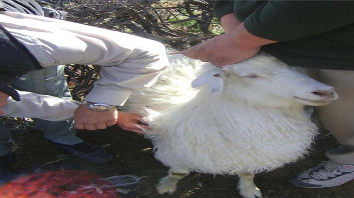 Producen fibras especiales para incrementar el valor de la cabra neuquina
