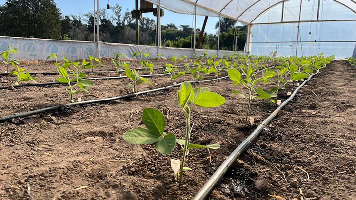 Potenciando el rendimiento de los cultivos de soja