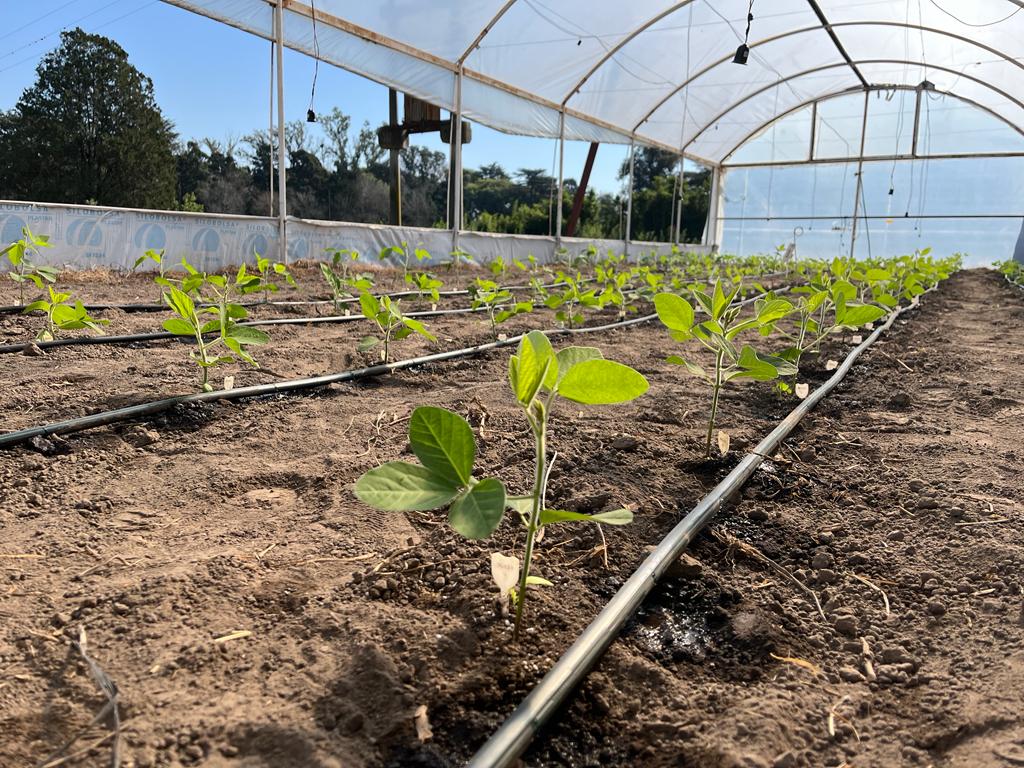 Potenciando el rendimiento de los cultivos de soja