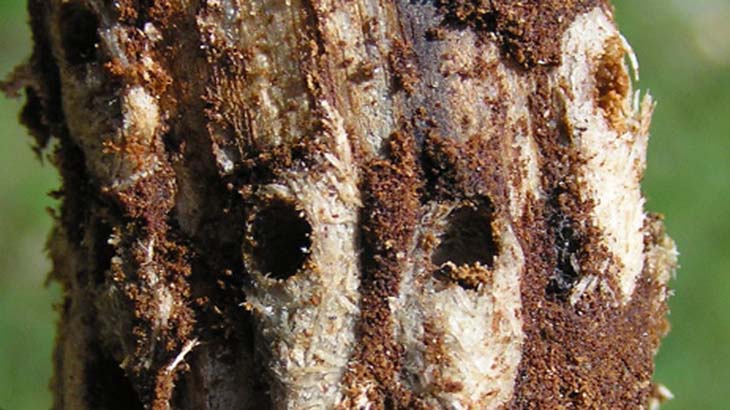 Gorgojo africano afecta a las plantaciones de pinos en Chubut