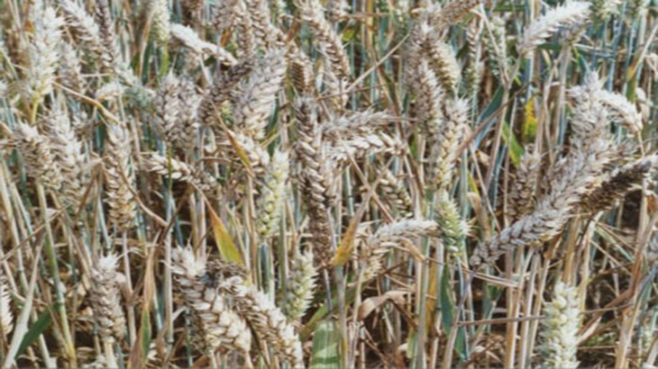 Biocontroladores para prevenir el Golpe blanco, una enfermedad que afecta al trigo