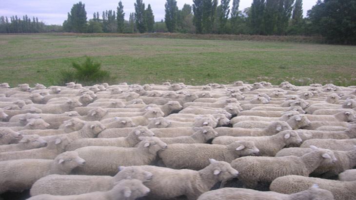Las ovejas pueden aprender a automedicarse