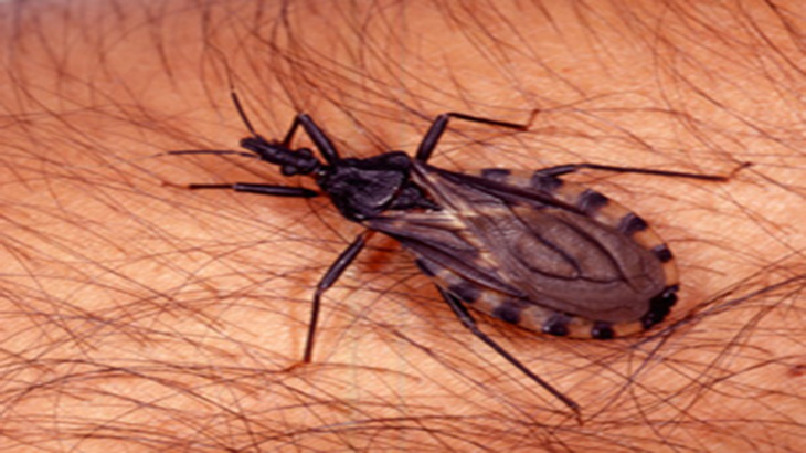 Un estudio alerta sobre el Chagas en zonas urbanas