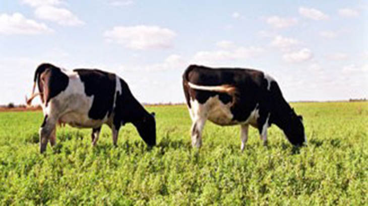 Descifran los sonidos que emiten las vacas al comer