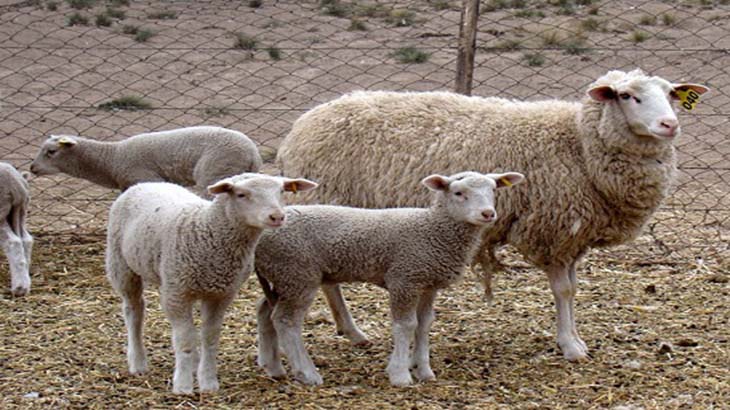 Claves del mejoramiento nutricional para ovejas pampeanas