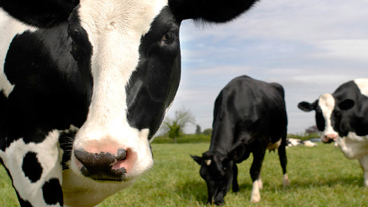 Vacas que dan leche naturalmente descremada