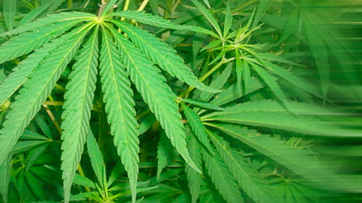 Cannabis sativa: investigan nuevos usos