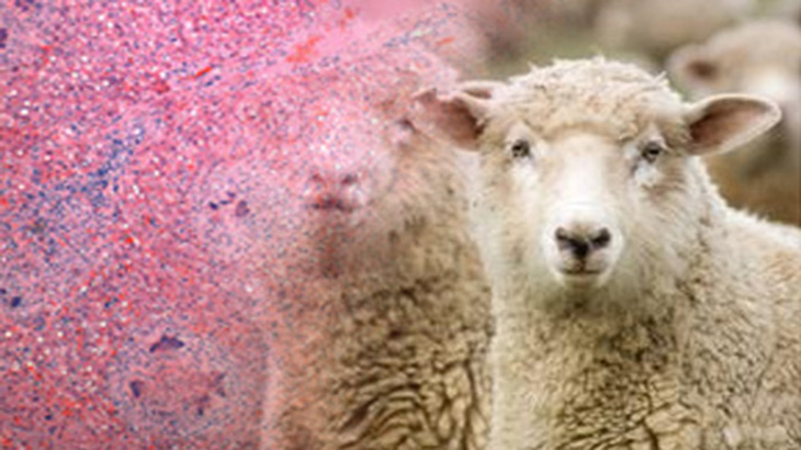 Pseudotuberculosis: avanzan los estudios sobre esta enfermedad en ovinos