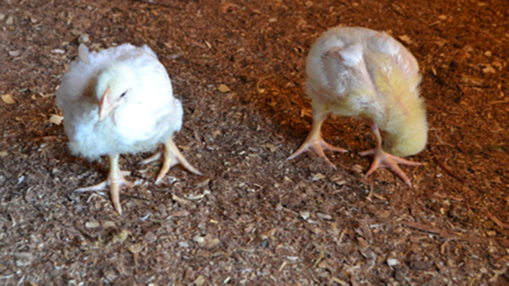 Cama de pollo: la eficacia de su uso como fertilizante