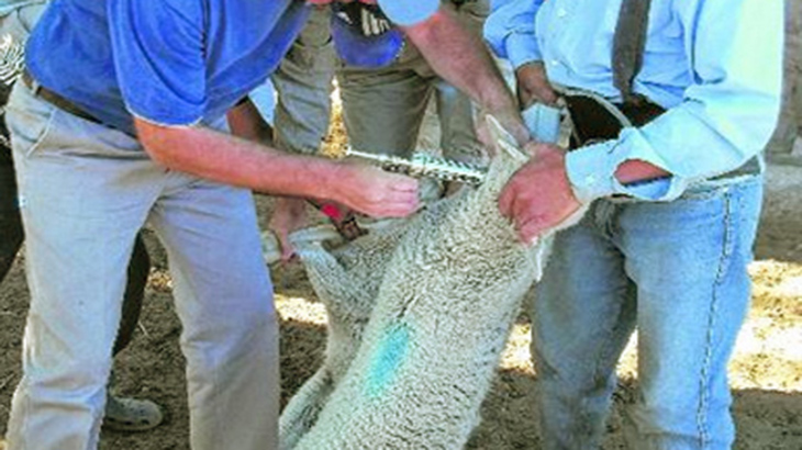 Hidatosis ovina: comprueban la eficacia de una nueva vacuna