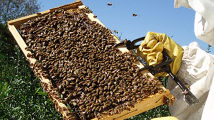 Una cura para las abejas