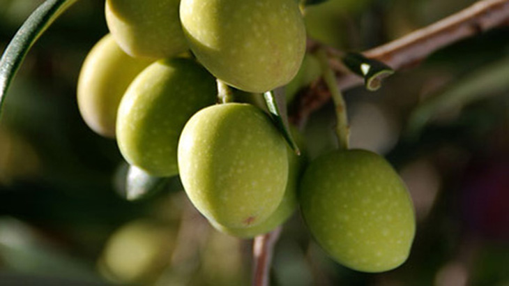 El olivo: una alternativa productiva para el sudoeste bonaerense