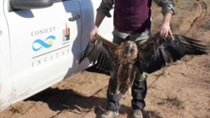 Alarma por mortandad masiva de aves rapaces en el oeste de La Pampa