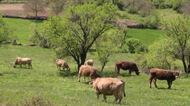 Investigadores de Salta realizan estudio sobre pastoreo responsable