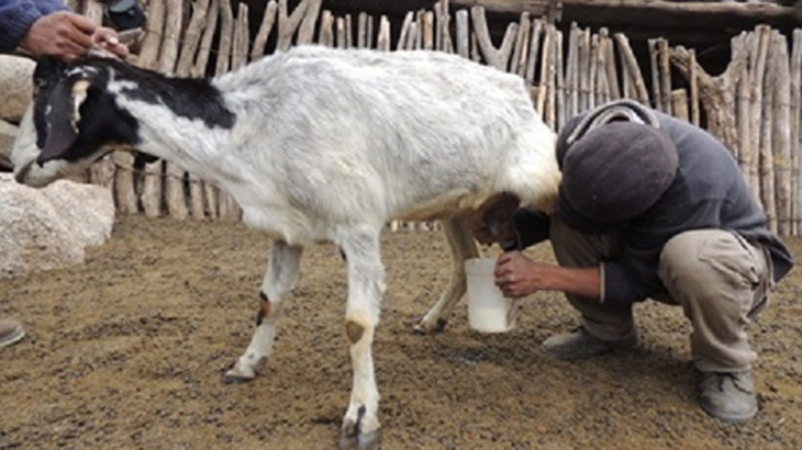 Logran mejorar la calidad nutricional de la leche de cabra