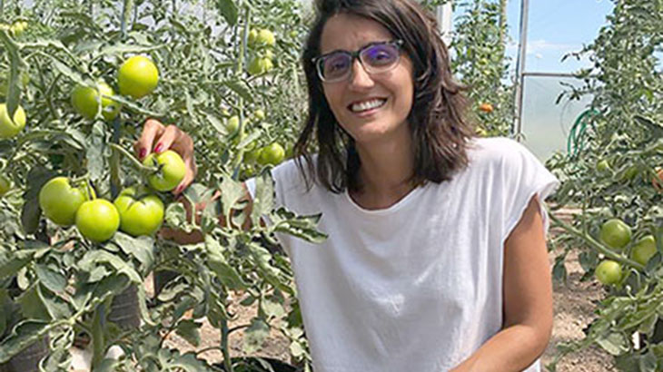 Trabajan para disminuir el uso de pesticidas en cultivos de tomate