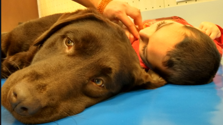 Terapia canina para niños con parálisis cerebral | Argentina Investiga