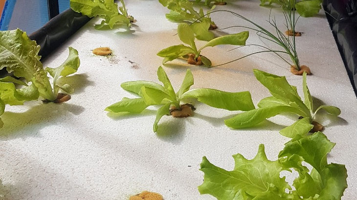 Un vivero inteligente para el cultivo de verduras de hojas
