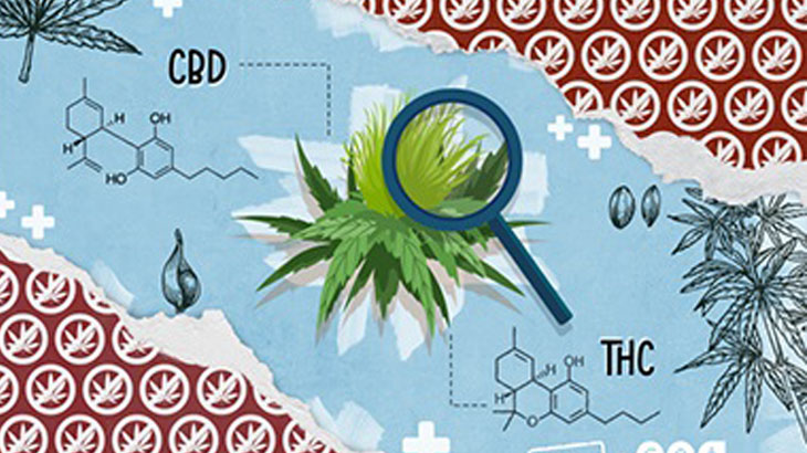 Cannabis medicinal: evidencias, acceso legal, mercado negro y aprendizajes