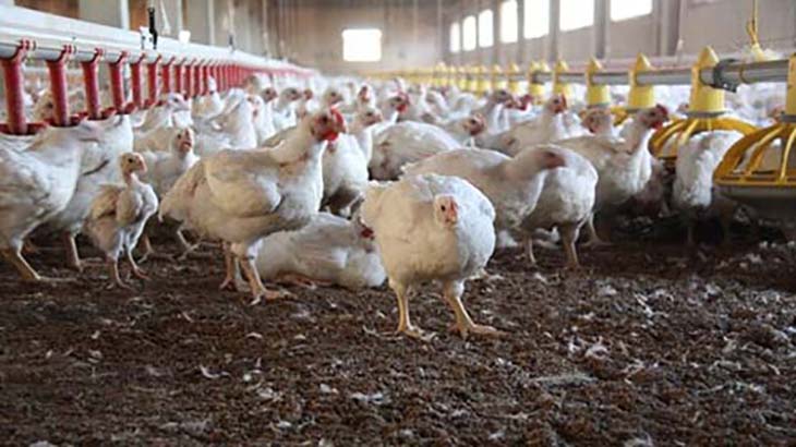 Influenza aviar o gripe de las aves en la Argentina