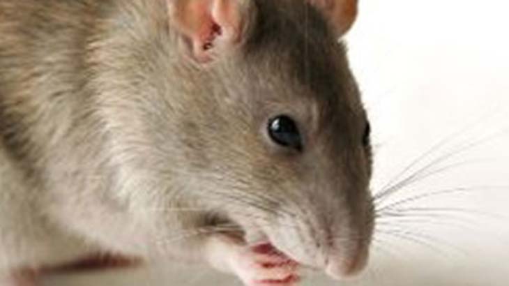 Elaboran un mapa de riesgo de enfermedades transmitidas por roedores