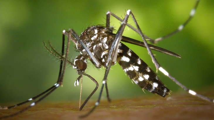 Dengue: la lucha contra los mosquitos