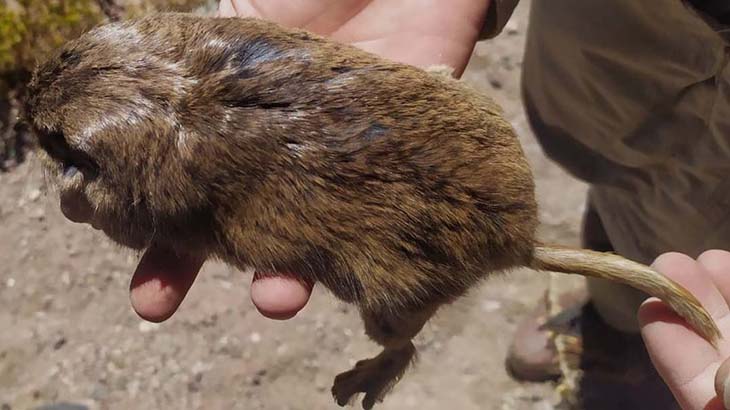 Descubren una nueva especie de roedor en la Reserva Provincial Laguna Brava