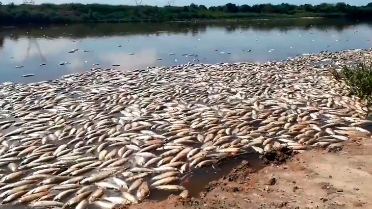 Investigadores evaluaron el embalse Los Molinos tras una masiva mortandad de peces