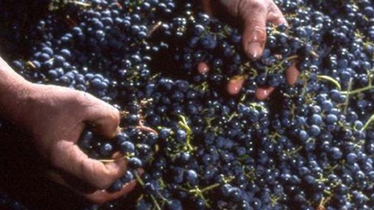 Elaboraron la historia de la vitivinicultura en Mendoza