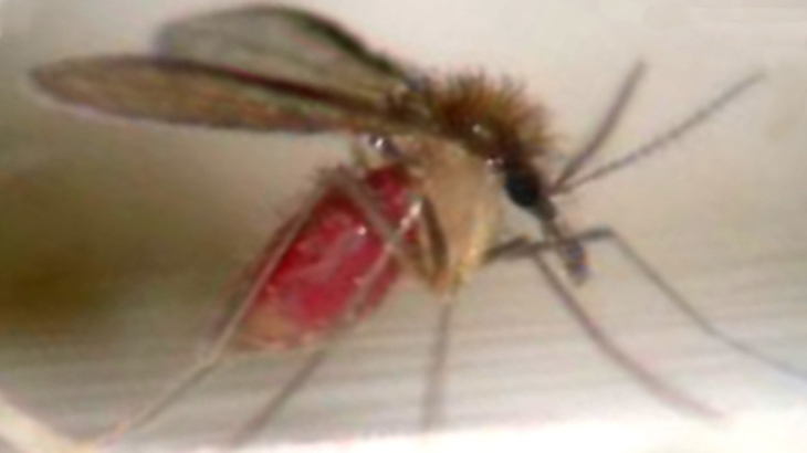 Chaco: hallan nuevas especies de mosquitos vectores