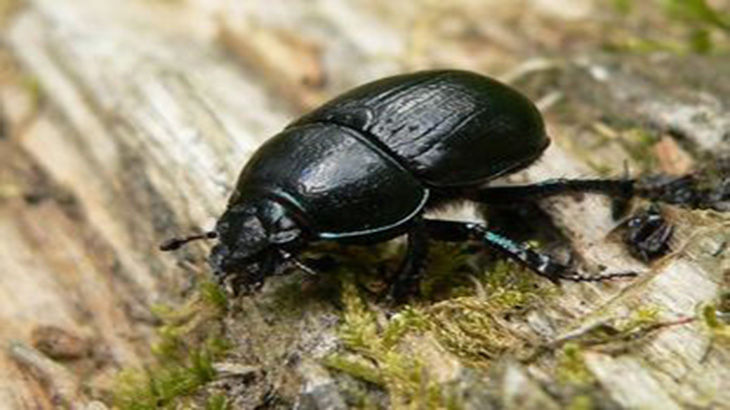 Estudian al escarabajo estercolero, un indicador de biodiversidad