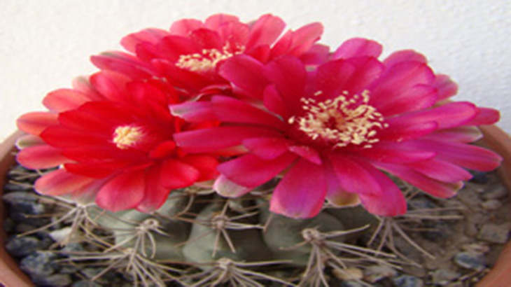 Nueva especie de cactus en Catamarca