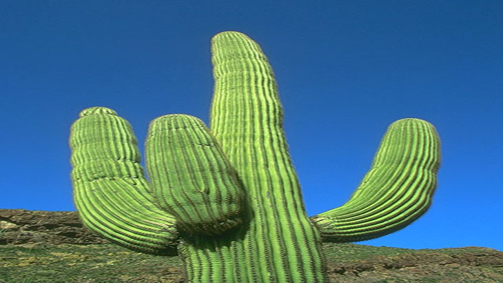 Los cactus, otra alternativa medicinal