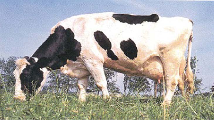 Test de embarazo para vacas